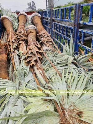 Hơn 20 cây Kè Bạc lóng cao 2m mới xếp trên xe kéo lớn