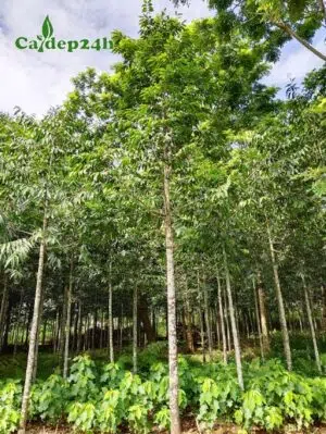 Vùng chuyên canh cây Kim Giao công trình lâu năm