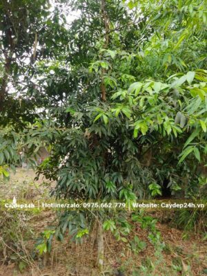 Cây cao hơn 2m, bộ tán đã hình thành cơ bản