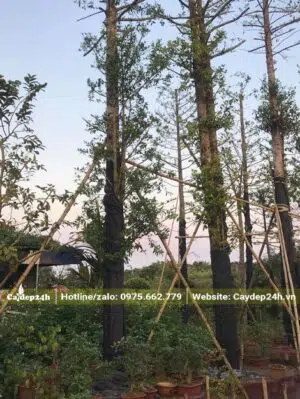 Giâm ủ cây Kim Giao núi đã công trình đk gốc >20cm