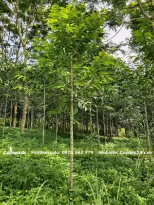 Rừng Kim giao đã tỉa chọn, giữ lại cây đẹp, thẳng, khỏe mạnh