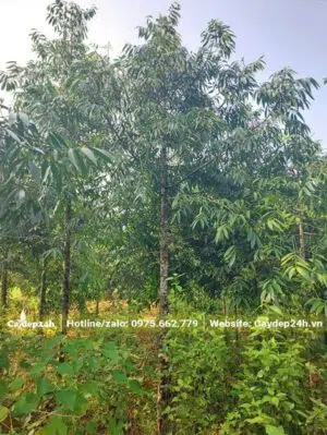 Kim Giao có đường kính gốc 5cm