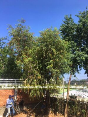 Trồng cây Trầm Bông Đỏ cổ thụ có kích thước 