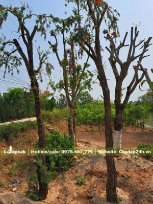 Liễu Đỏ công tình đã chặt hết tai cành và mới đem dâm ủ