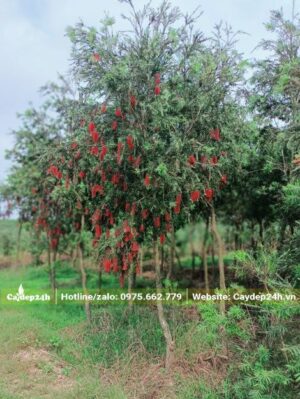 Cây Tràm Liễu đang nở những chuỗi hoa đỏ rực