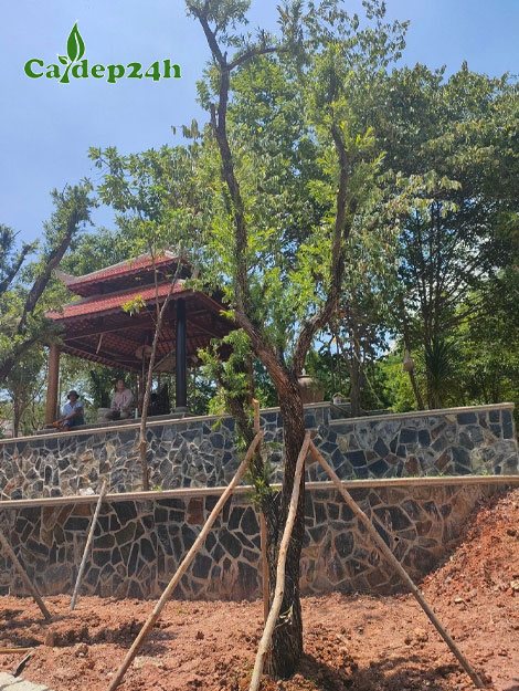 Cây Liễu Đỏ lâu năm mới trồng trong khuôn viên của một ngôi chùa ở Hà Nội