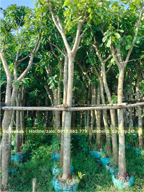 Khu vực dâm ủ vài trăm cây Lộc Vừng đk gốc 10cm, cao từ 3m trở lên