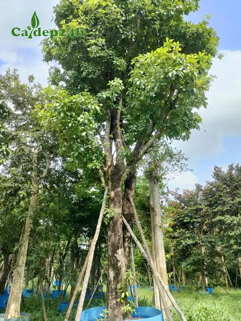 Cây Lộc Vừng lâu năm tán đẹp, dâm ủ trong bầu nổi