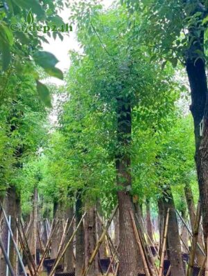 Cây Long Não công trình dâm ủ đường kính gốc 25cm, chiều cao 4 - 5m