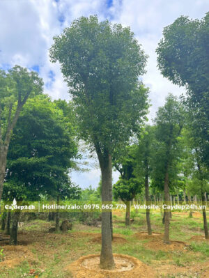 Vườn dưỡng cây Long Não lâu năm, vanh 120 trở lên