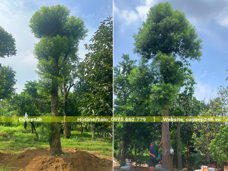 Vườn dưỡng những gốc long não cổ thụ lâu năm cao 6 - 7m