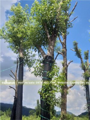 Cây Dã Hương - Long Não trồng công trình