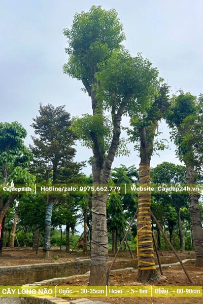 Dưỡng ủ cây long não đường kính gốc từ 35 - 40cm