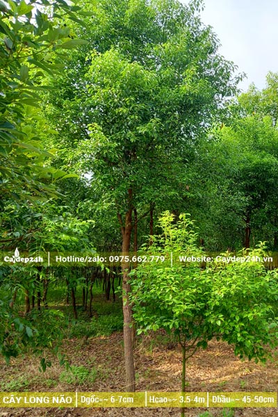 Cây long não công trình đường kính gốc 6  - 7cm