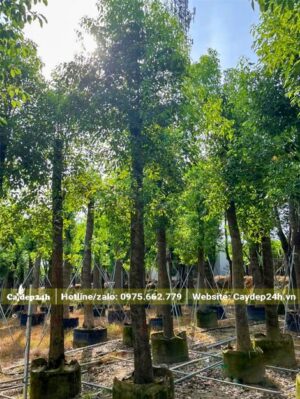 Long Não công trình cao 5m đã dâm ủ nhiều năm