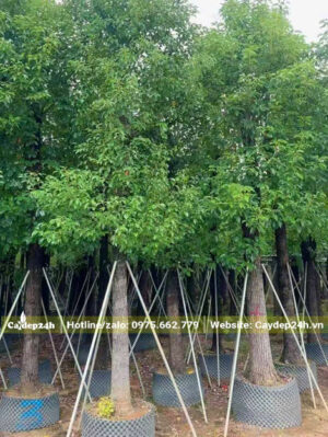 Vườn long não Trung Quốc tại Hà Nội đã thuần dưỡng hơn 1 năm