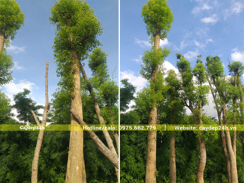 Vườn dưỡng ủ cây long não công trình, đọt non đang ra rất xanh tốt