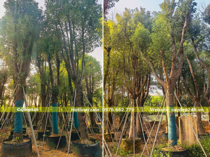 Bãi dâm ủ cây long não công trình thoát thân 2, cành đều và đẹp