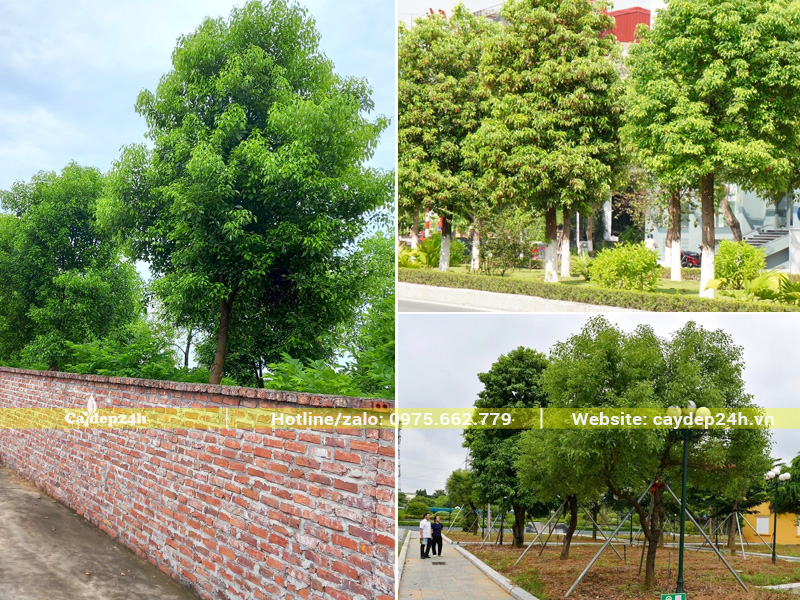 Tác dụng của cây long não đối với cảnh quan, môi trường