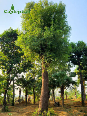 Cây Long Não công trình vang 140 - 150