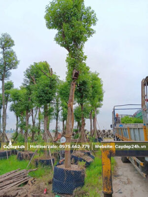 Công nhân đang buộc dây vải mềm trước khi đai cẩu nhấc cây lên thùng xe
