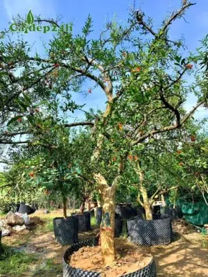 Cây Lựu lâu năm, kích thước lớn, dưỡng ủ thuần bầu