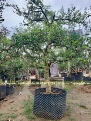 Lựu đỏ công trình cao khoảng 2m, đường kính bầu 50cm