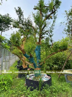 Vườn chuyên dâm ủ cây Lựu gốc lớn, các cây đã dâm ủ được 3 năm