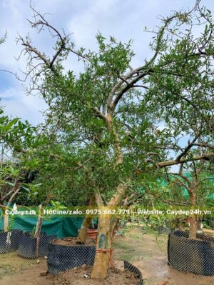 Lựu cảnh công trình dáng hơi bay, chiều cao 2,5m