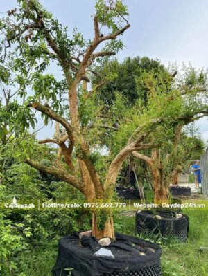 Hàng chuyển chọn gốc lớn, đường kính thân 25cm đo cách gốc 30cm