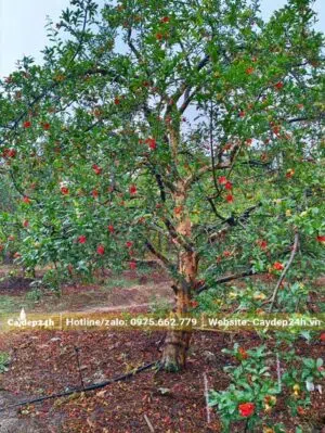 Cây Lựu đang ra hoa đỏ rực trên cành