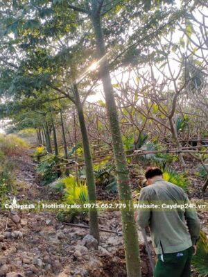 Bứng bầu cây Mỹ Nhân lâu năm đk gốc 10 - 15cm