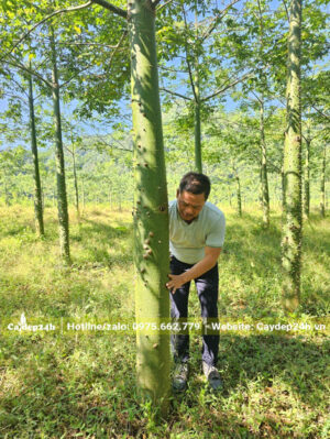 Cây hoa My Nhân kích thước lớn, đường kính thân 25cm (đo cách gốc 1m)