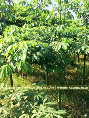 Nhân giống và dưỡng cây Mỹ Nhân tại nhà vườn