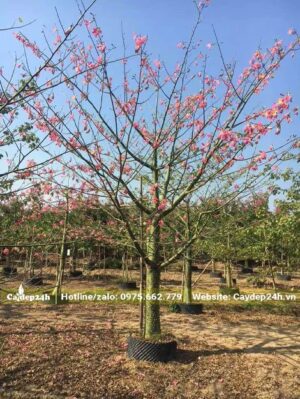 Vườn dâm ủ cây hoa Mỹ Nhân lâu năm, đang sẵn hoa