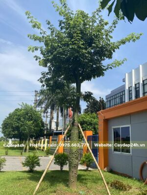 Sử dụng cọc tre để buộc, chống cây Mỹ Nhân sau khi trồng