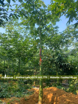 Bứng nóng cây Mỹ Nhân cao 4m