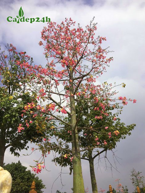 Cây Mỹ Nhân cổ thụ cao 5 - 6m, hoa nở rực rỡ