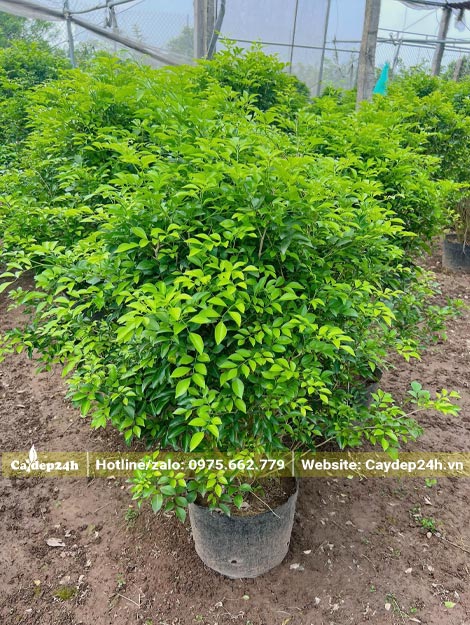 Chọn mua cây giống Nguyệt Quế cao 50cm tại nhà vườn ở Hà Nội