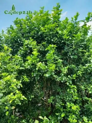 Cây Nguyệt Quế cảnh, chiều cao gần 2m, đường kính gốc 5cm