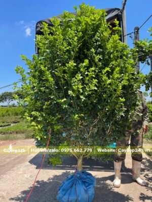 Di chuyển cây hoa Nguyệt Quế cao gần 2m lên xe tải