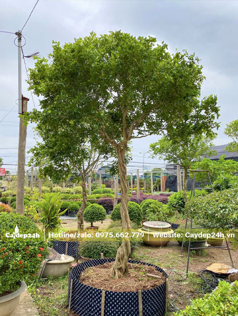 Dâm ủ cây Nguyệt Quế cao 2m trong bầu quây nổi