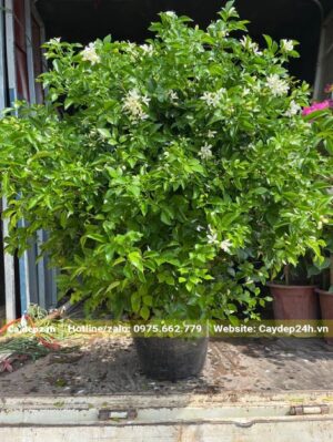 Đang xếp những chậu Nguyệt Quế trưởng thành, tán tròn lên xe tải