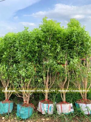 5 cây hoa Nguyệt Quế cao 2m, đã bó bầu cẩn thận