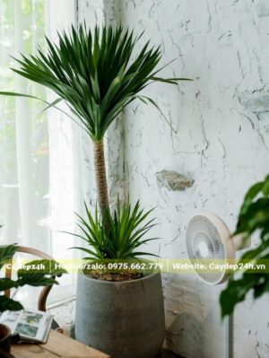 Chậu Phát Tài Núi trồng trong nhà, trang trí một góc của quán cafe