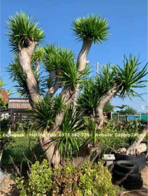 Chiêm ngưỡng cây Phát Tài Núi cổ thụ nhiều cành