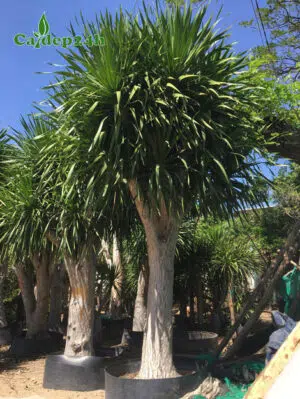 Cây Phát Tài Núi công trình đường kính gốc gần 30cm