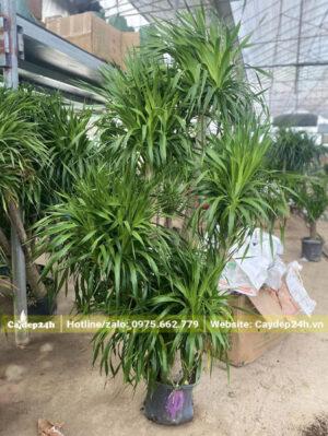 Cây có bộ lá xum xuê, xanh mướt