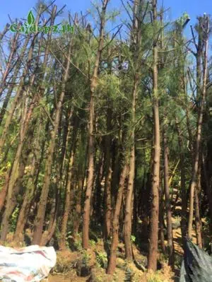 Cây Phi Lao dâm ủ kỹ cao 3m