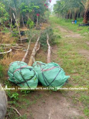 Bầu đất được bọc cẩn thận bằng bao tải, buộc dây chun vô cùng chắc chắn